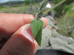 Image of annual bushsunflower