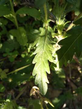 Cleonia lusitanica (L.) L.的圖片