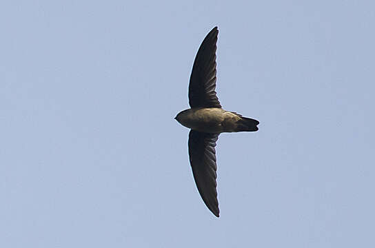 Image of Indian Swiftlet