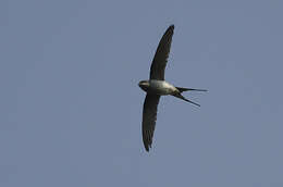 Image of Crested Treeswift