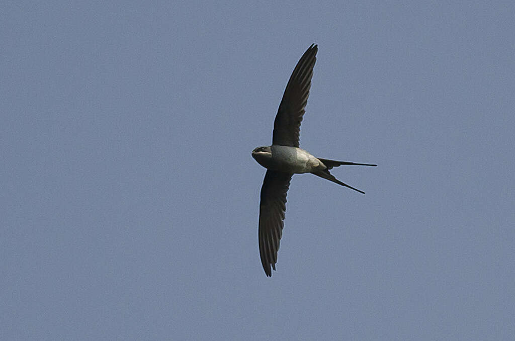 Image of Crested Treeswift