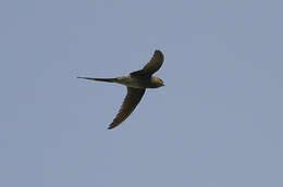 Image of Crested Treeswift