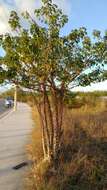 Image of Ceiba schottii Britten & E. G. Baker