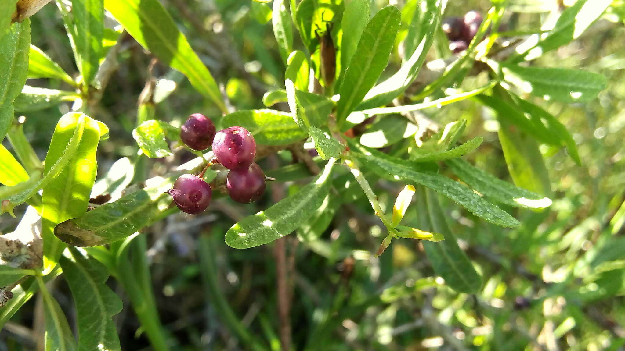 Image of Schinus longifolia (Lindl.) Speg.