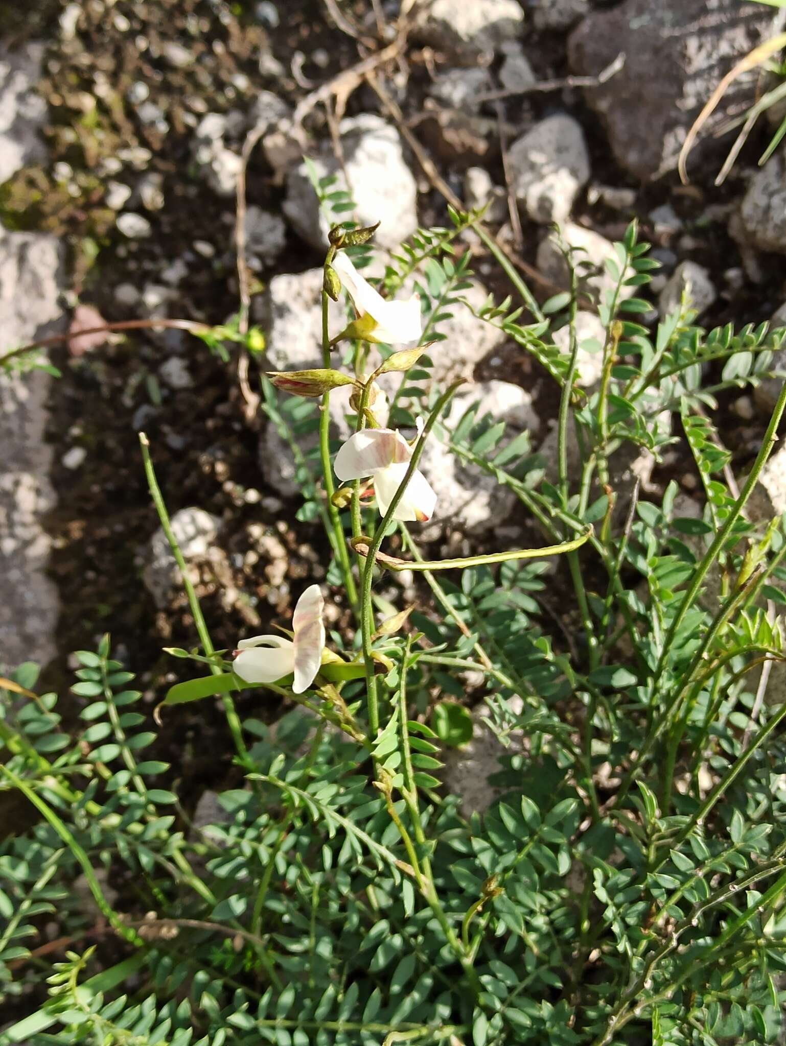 Image of Coursetia gracilis Lavin