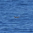 Image of Puffinus assimilis haurakiensis Fleming, CA & Serventy 1943