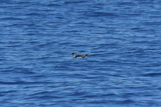 Sivun Puffinus assimilis haurakiensis Fleming, CA & Serventy 1943 kuva