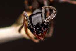 Image of Pheidole ceres Wheeler 1904