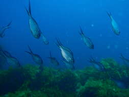 Image of Kingfish