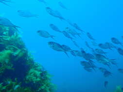 Image of Kingfish