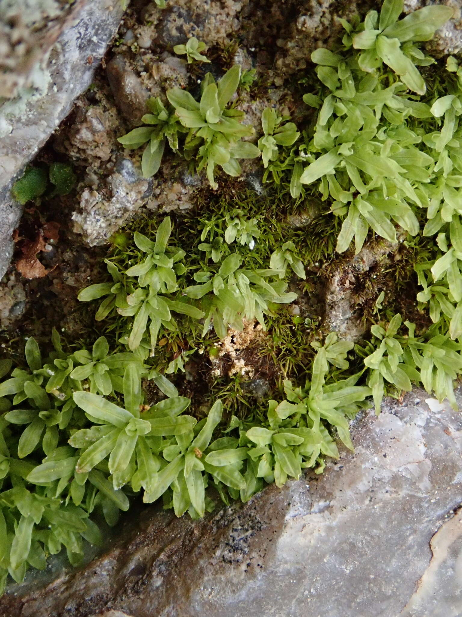 Image of spiral extinguisher-moss