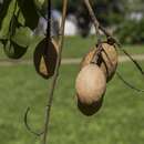 Image of Baru tree