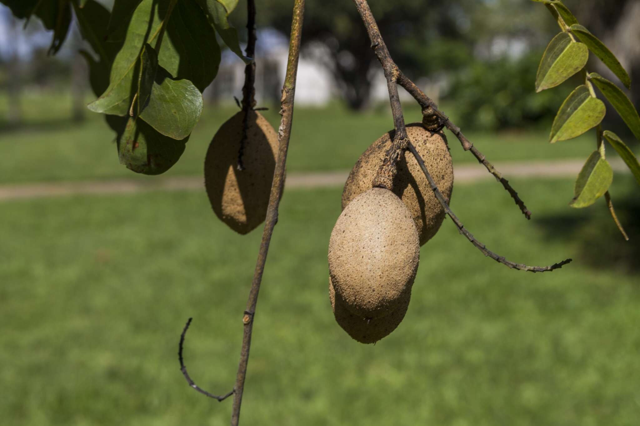 Image of Baru tree