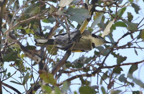 Image of Crescent Honeyeater