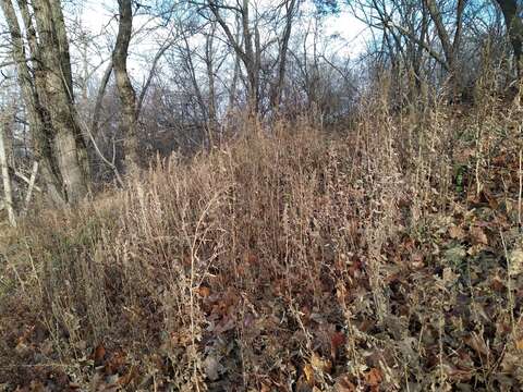 Plancia ëd Chenopodium suecicum J. Murr