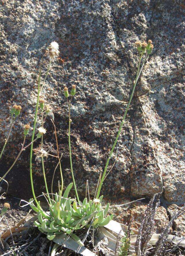 Image of Curio talinoides var. aizoides (DC.) P. V. Heath