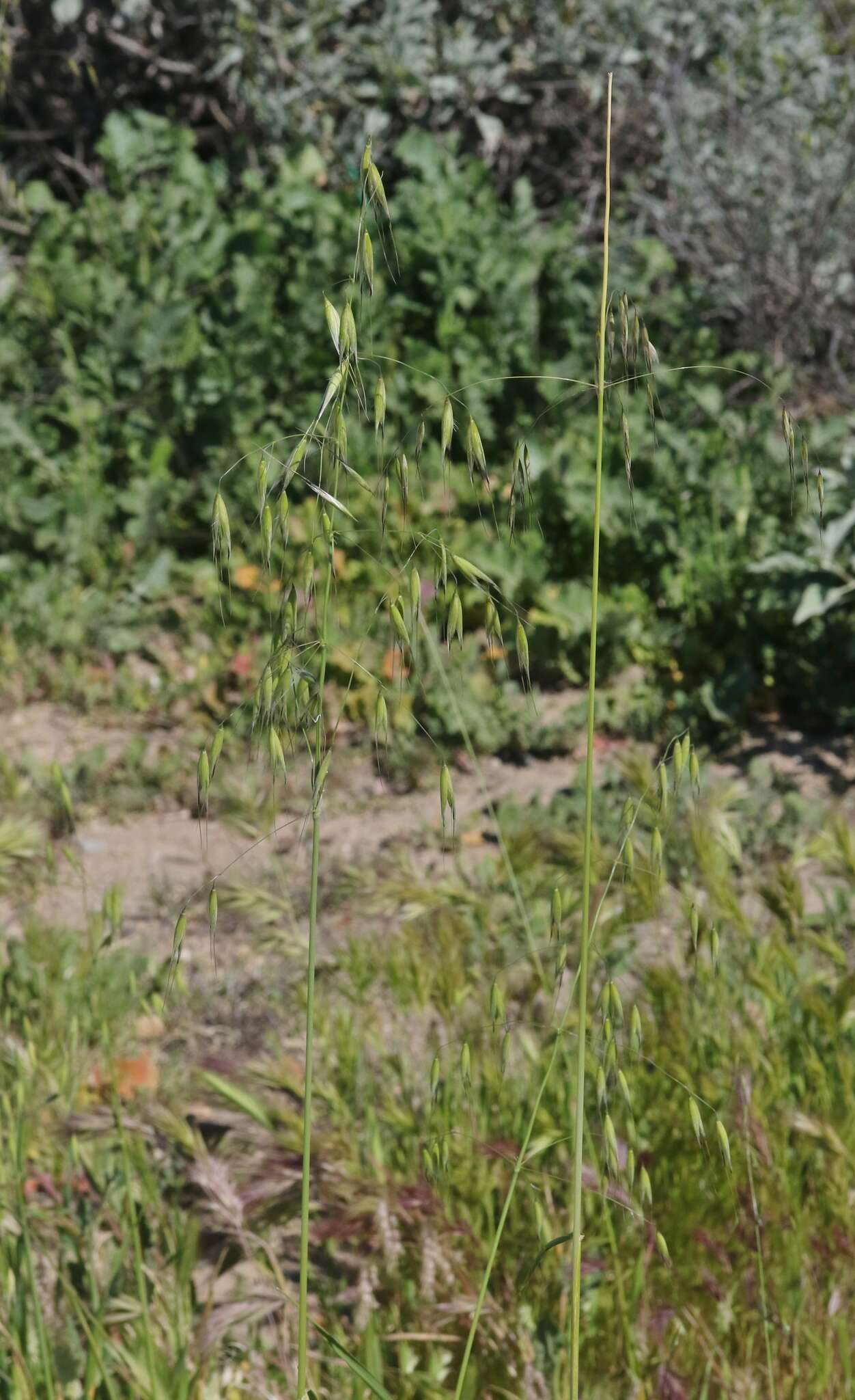 Image of wild oat