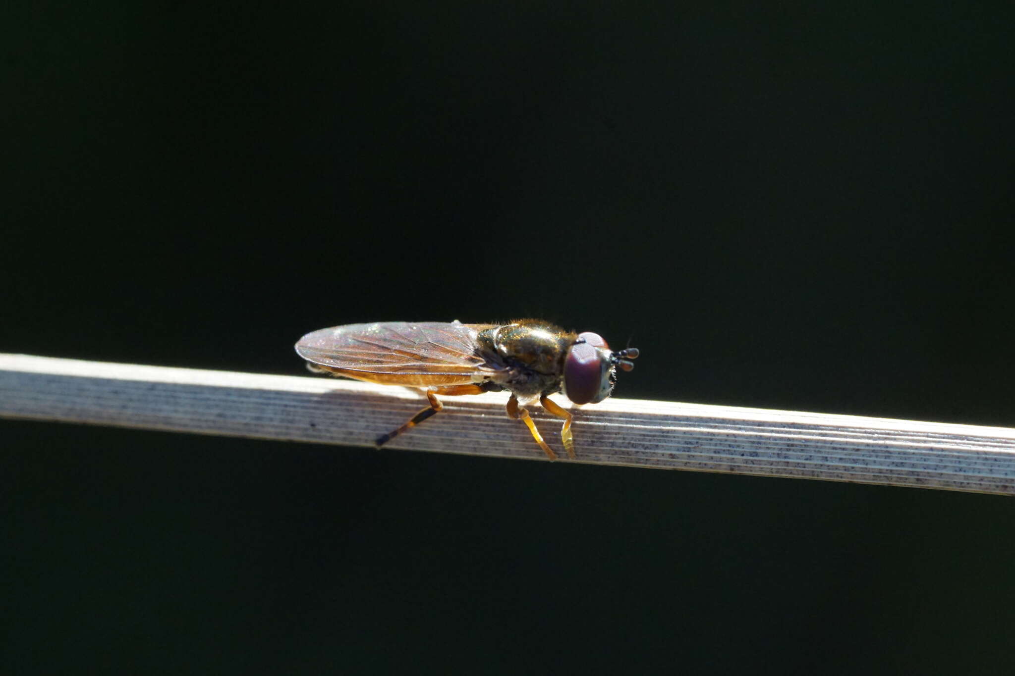 Imagem de Platycheirus quadratus (Say 1823)