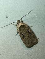 Image of Agonopterix curvilineella Beutenmüller 1889