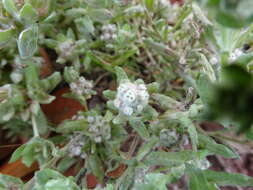 Image of spring pygmycudweed