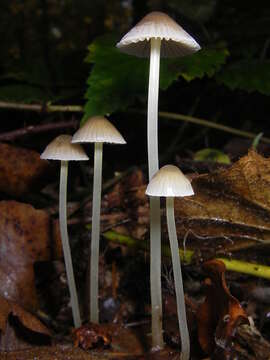 Mycena epipterygia (Scop.) Gray 1821 resmi