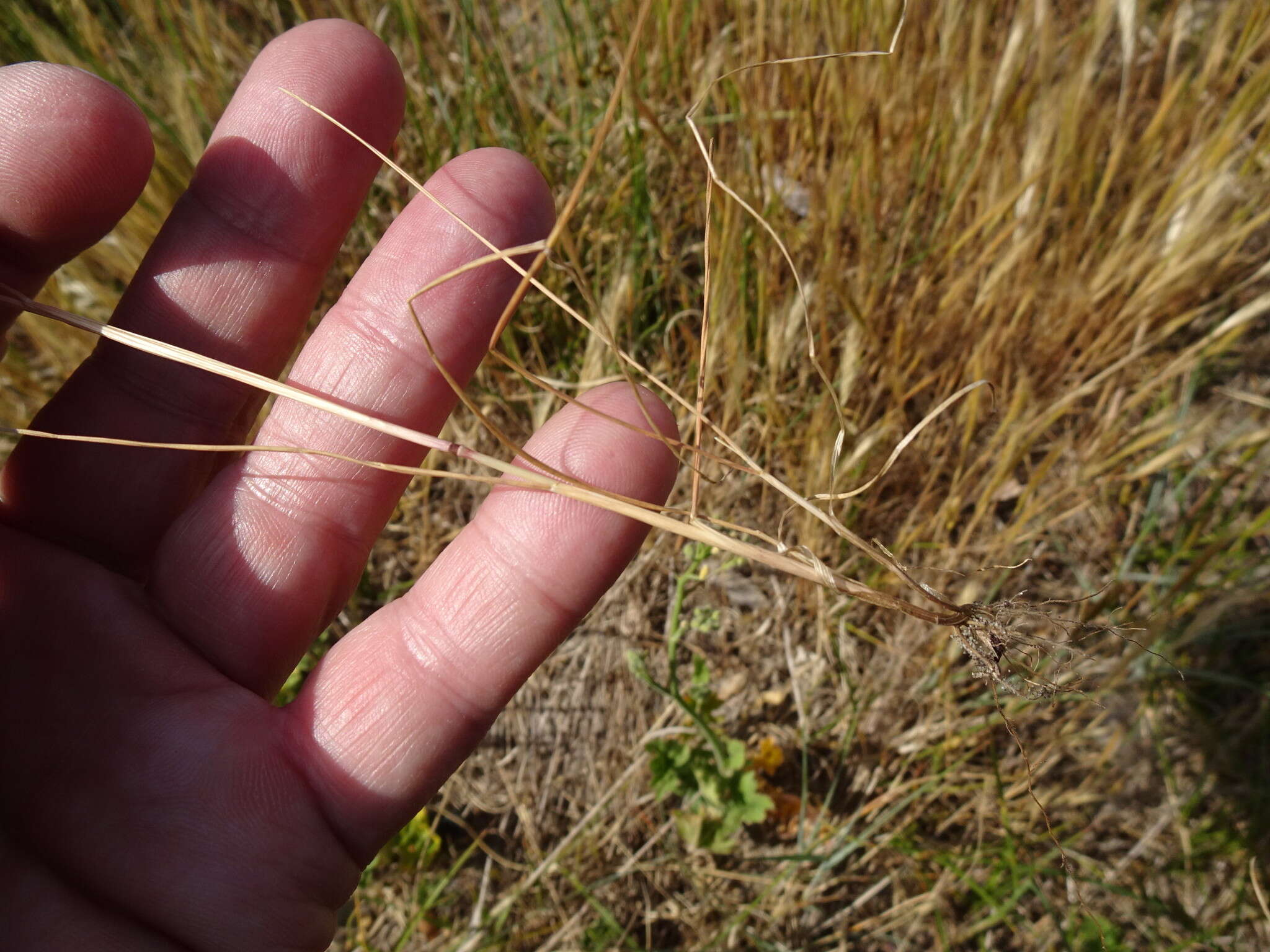 Plancia ëd Vulpia fasciculata (Forssk.) Samp.