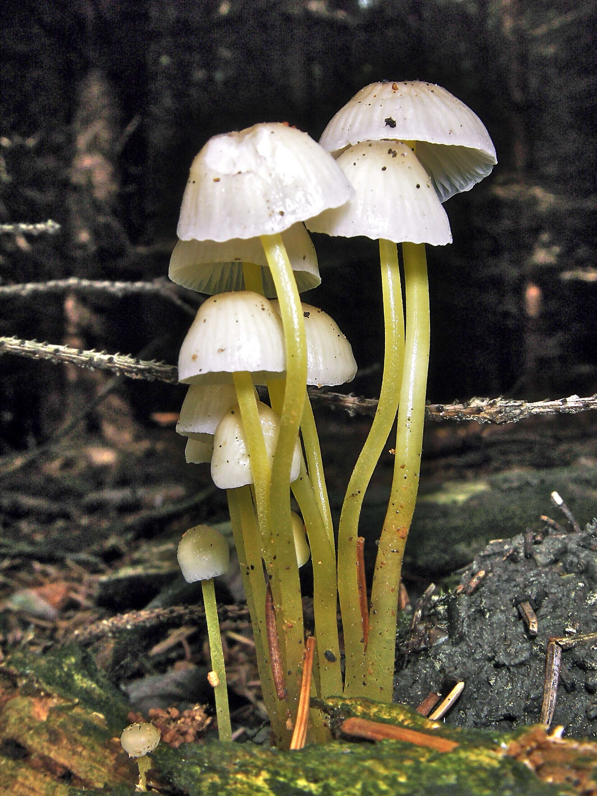 Image of Mycena epipterygia (Scop.) Gray 1821