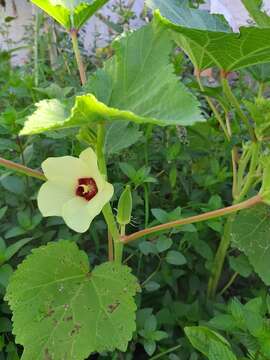 Image of okra