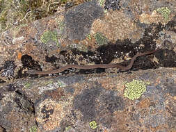 Image of White-lipped snake