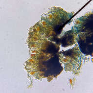 Image of dot lichen