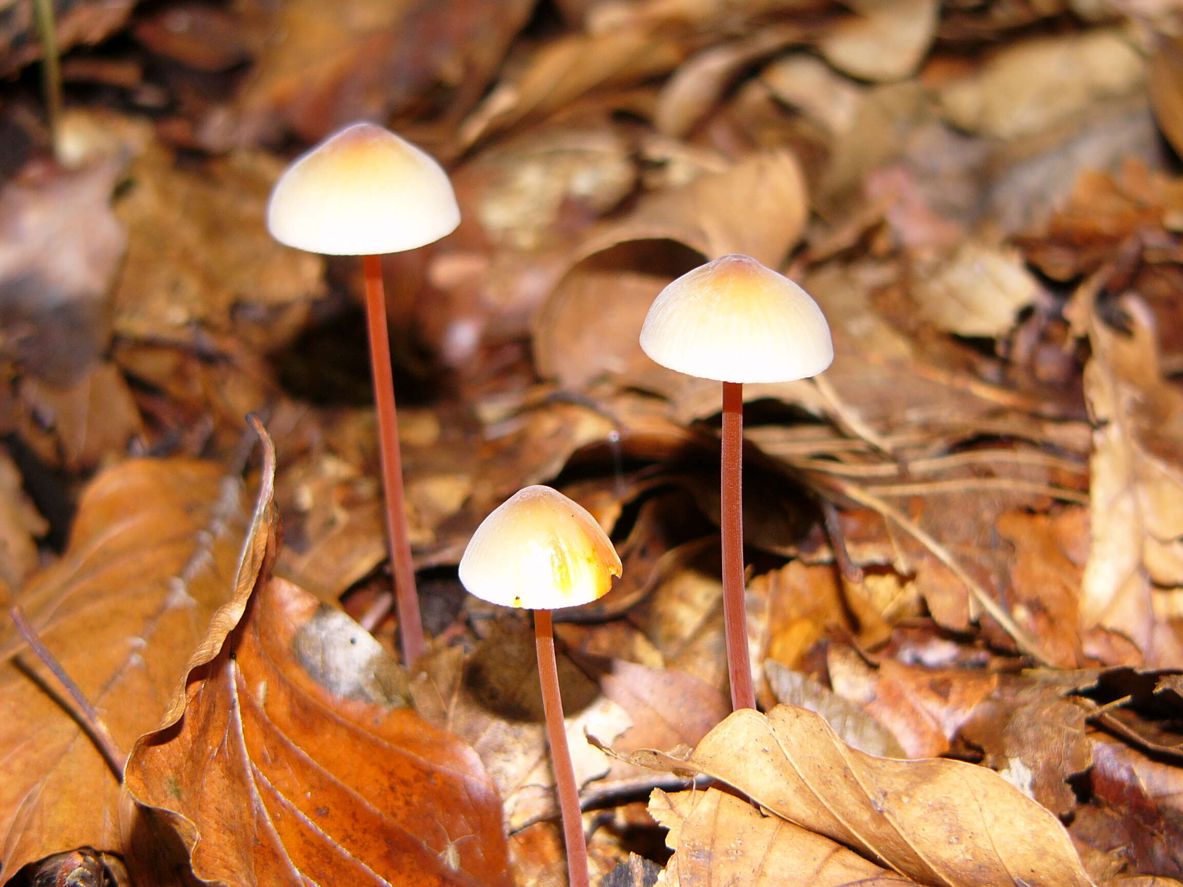 Image of Mycena crocata (Schrad.) P. Kumm. 1871