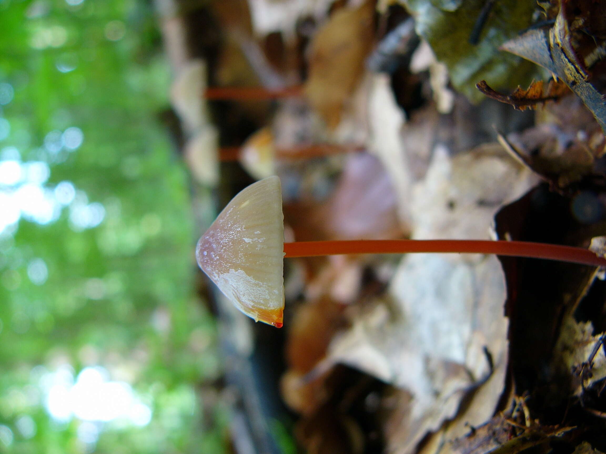 Image of Mycena crocata (Schrad.) P. Kumm. 1871