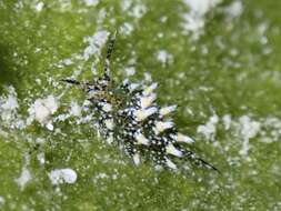 Image of Costasiella ocellifera (Simroth 1895)