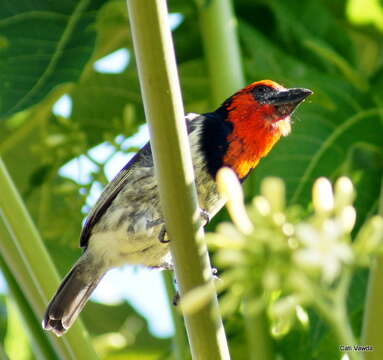 Image of Batis capensis hollidayi Clancey 1952