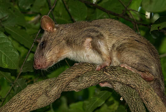 Image of Gambian Rat