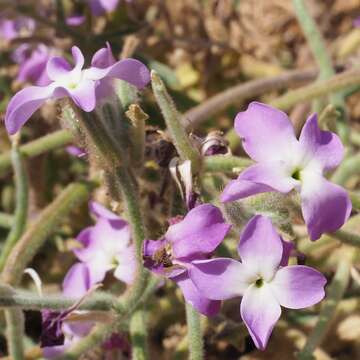 Image of Matthiola tricuspidata (L.) W. T. Aiton