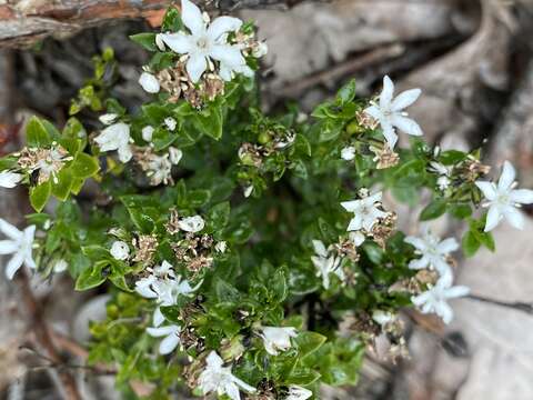 Image of Orianthera serpyllifolia (R. Br.) C. S. P. Foster & B. J. Conn