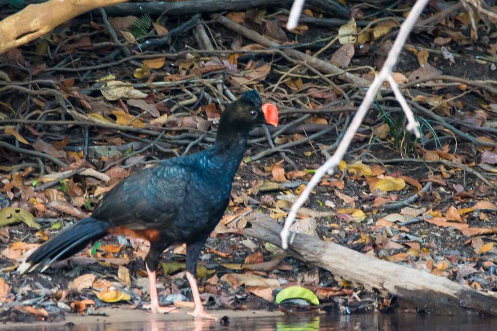 Image of Razor-billed Curassow