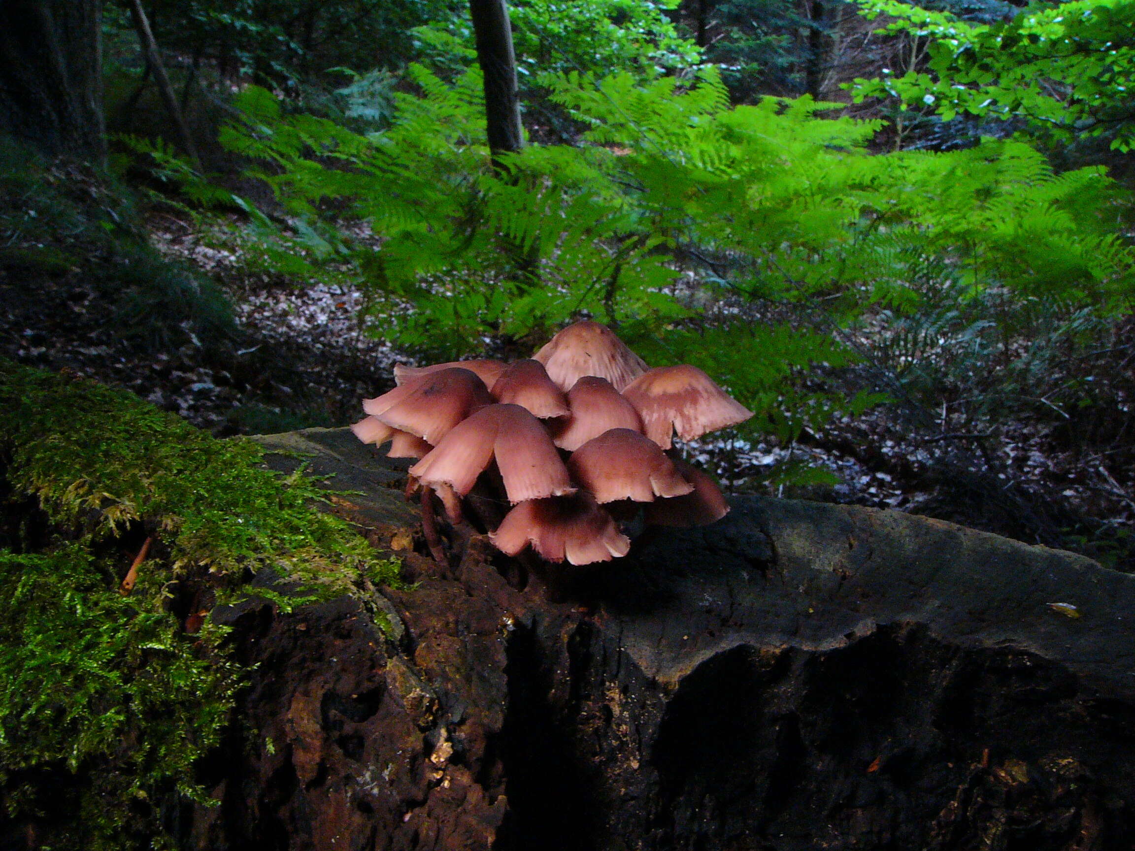 Image of Mycena rosea Gramberg 1912