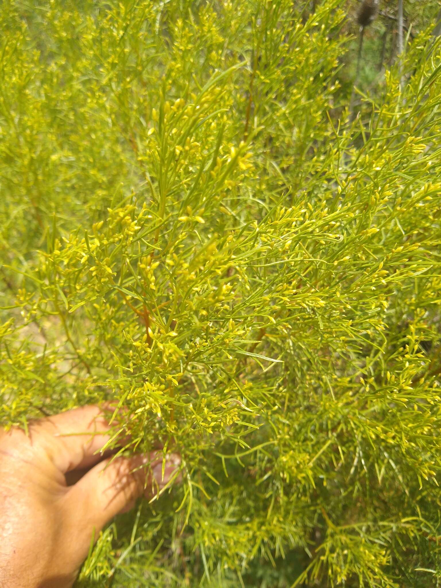 Image of Acanthostyles buniifolius (Hook. & Arn.) R. King & H. Rob.