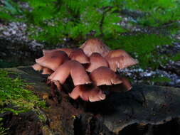 Image of Mycena rosea Gramberg 1912