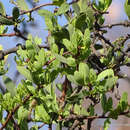 Image de Cladocolea diversifolia (Benth.) J. Kuijt