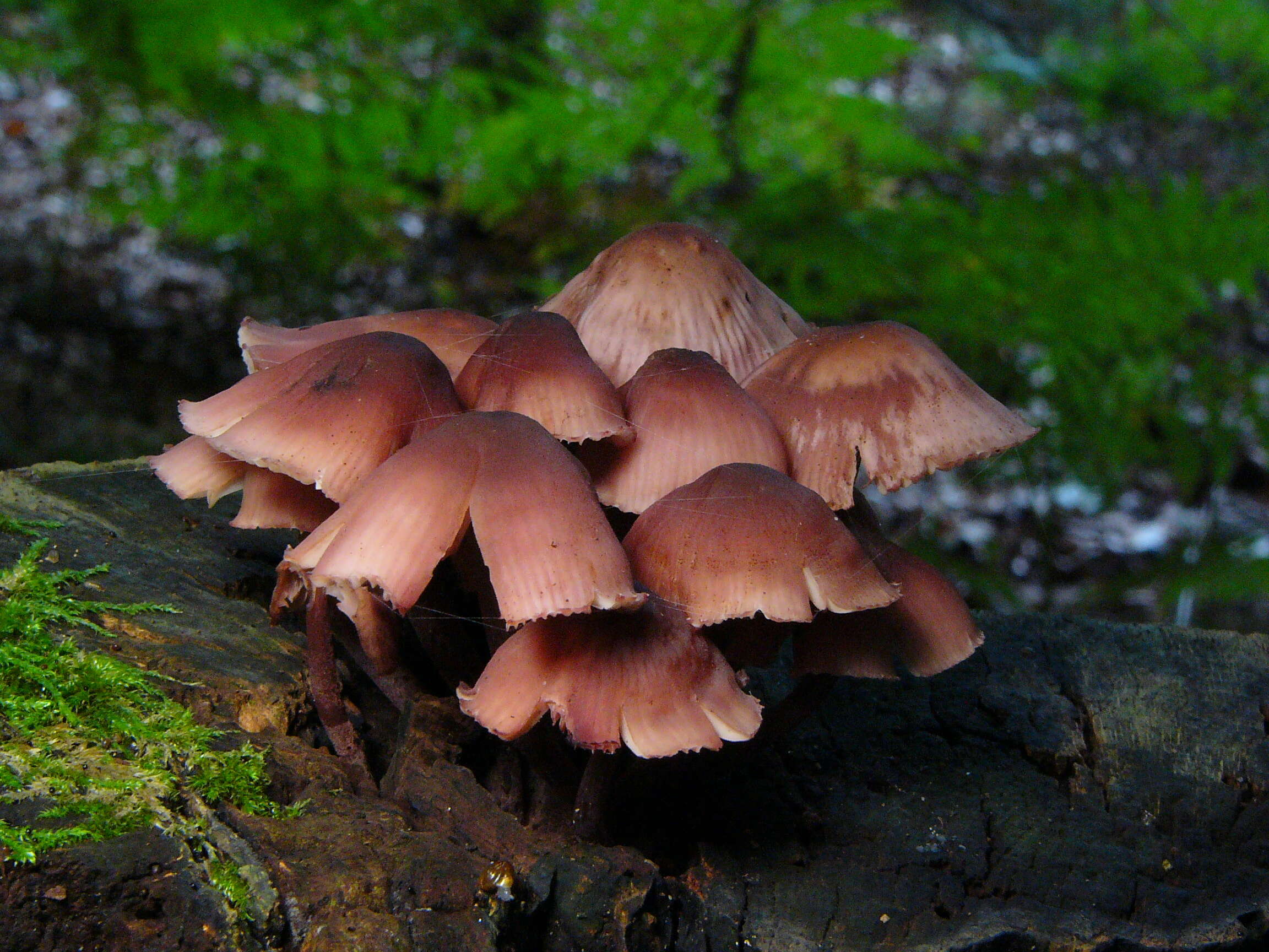 Image of Mycena rosea Gramberg 1912