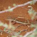Image of Parker’s Long-tailed Lizard