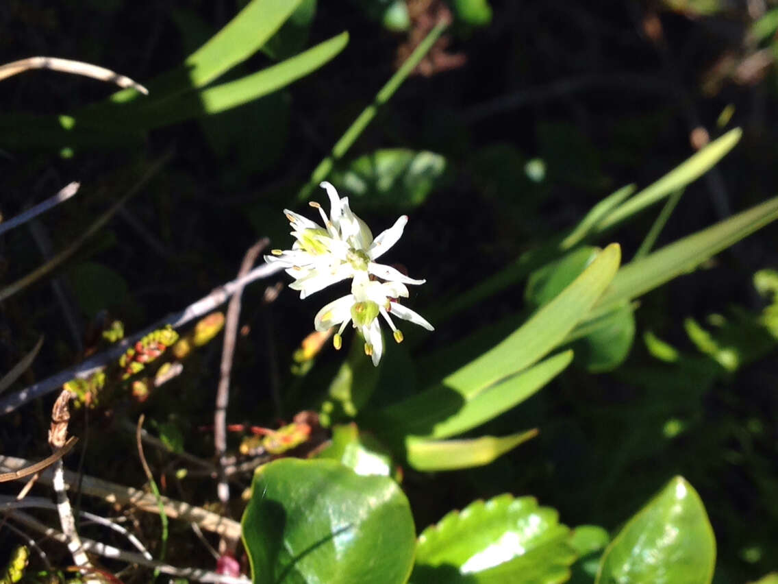 Image of western false asphodel