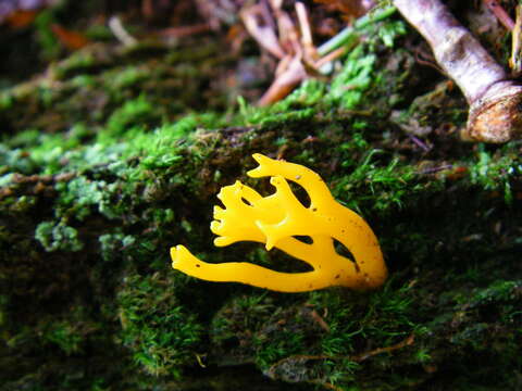 Image of Calocera viscosa (Pers.) Fr. 1821