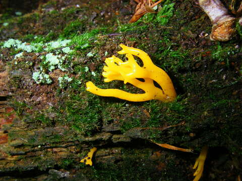 Imagem de Calocera viscosa (Pers.) Fr. 1821