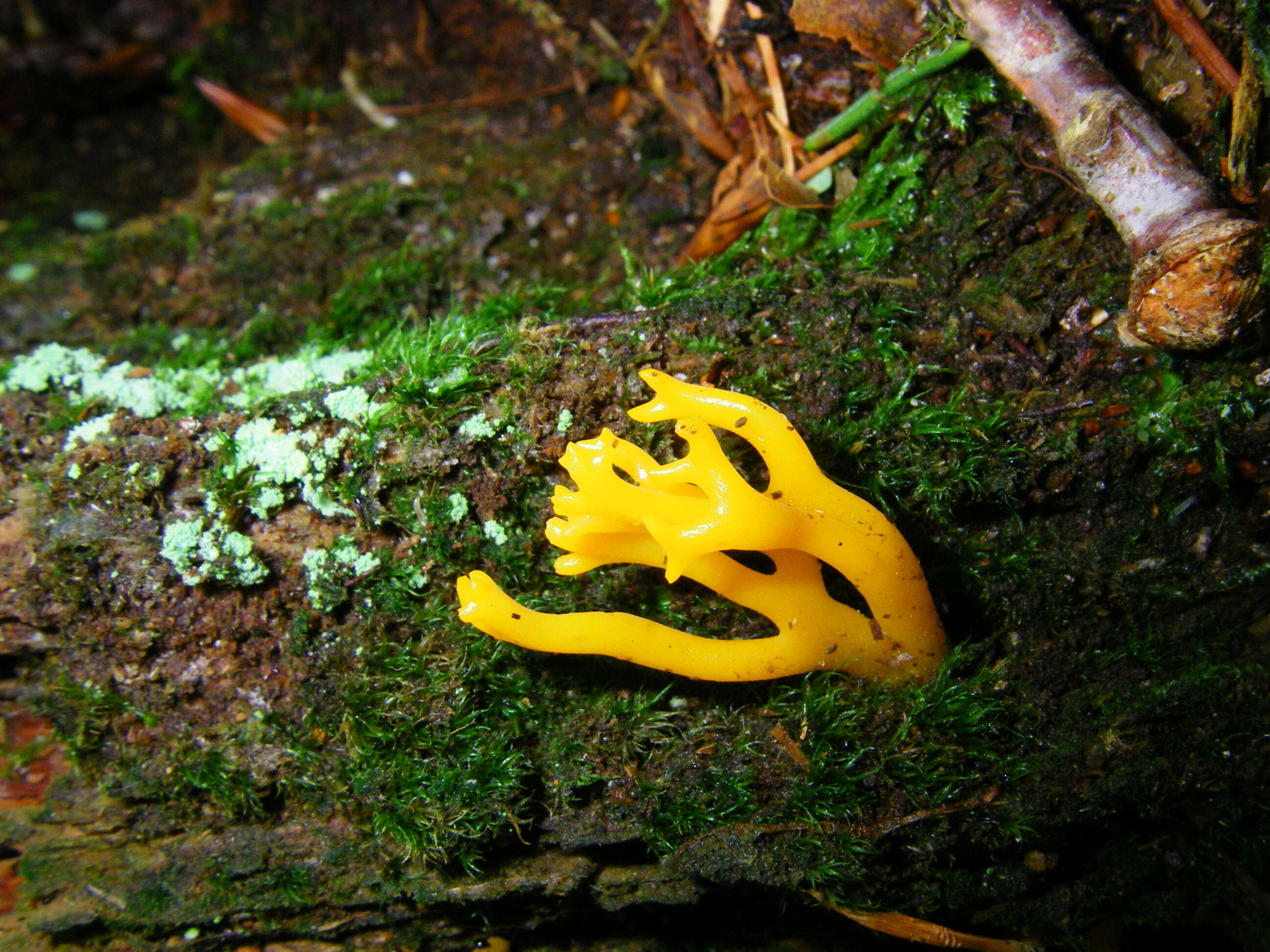 Imagem de Calocera viscosa (Pers.) Fr. 1821