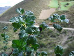 Plancia ëd Ribes pentlandii Britton