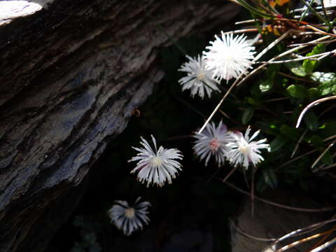 Image of Thalictrum rubescens Ohwi